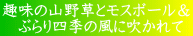 趣味の山野草とモスボール& ぶらり四季の風に吹かれて