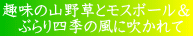 趣味の山野草とモスボール＆ 　ぶらり四季の風に吹かれて